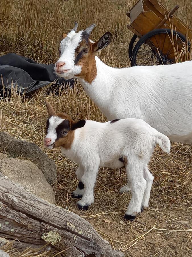 Вилла Le Domaine De La Petite Chevre Ploumagoar Экстерьер фото