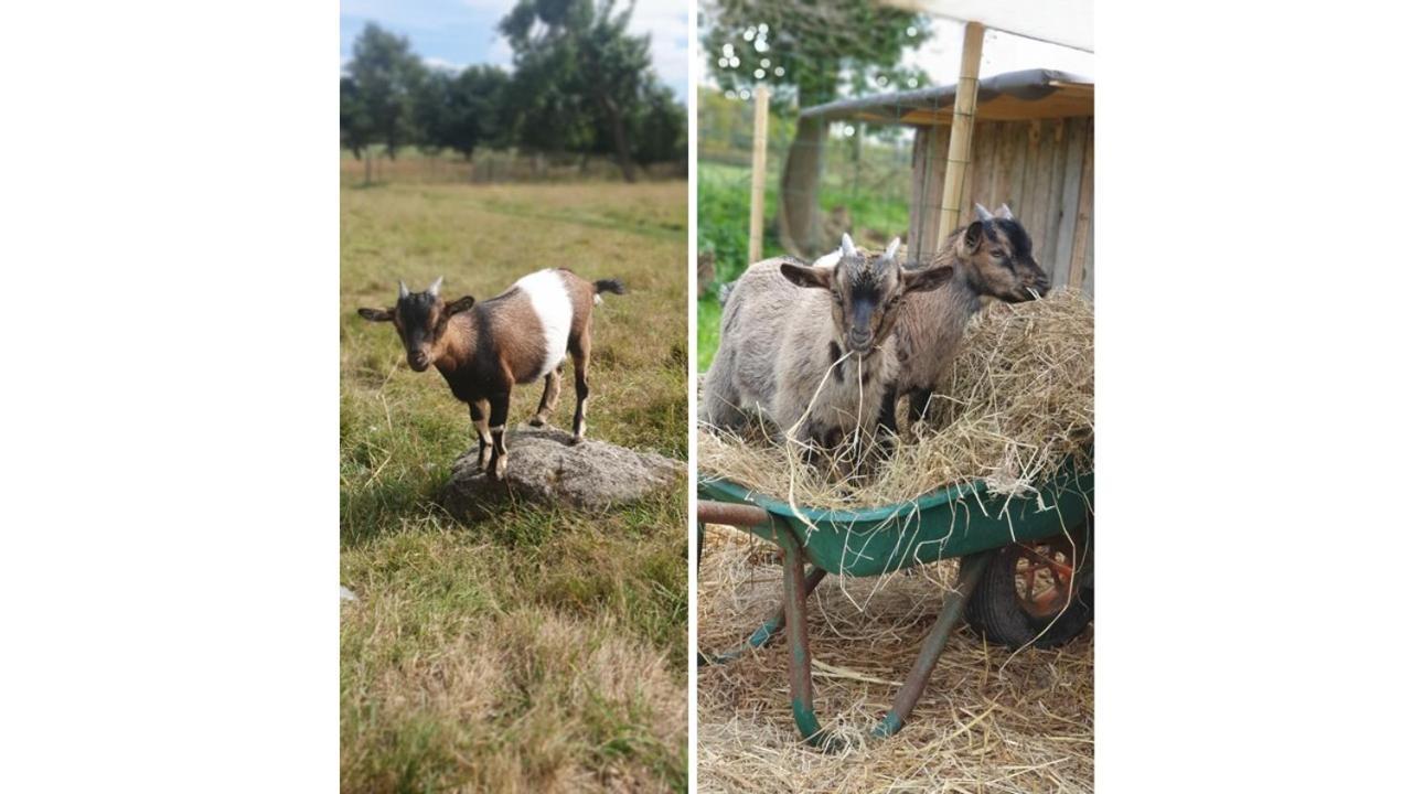 Вилла Le Domaine De La Petite Chevre Ploumagoar Экстерьер фото